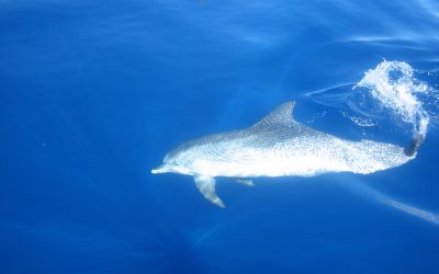 Transform the lucid dream body